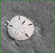 sand dollar seashell sea shell natural beach